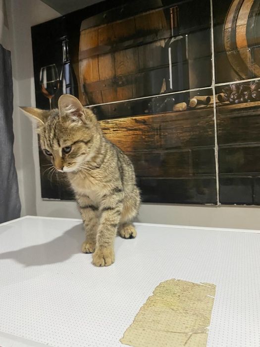 Котята мальчики в добрые ручки