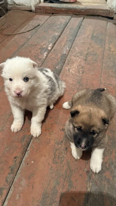 Ұрғашы лайка күшіктер