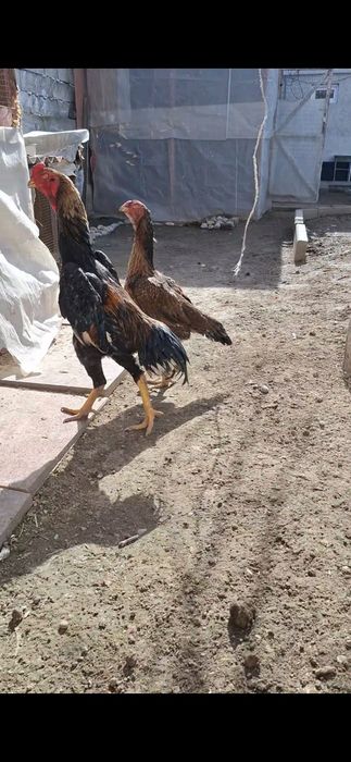 Дакан, Бойцов  шамо