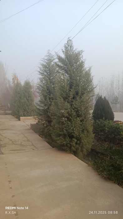 Arizoniniski keparis archa 7 yoshlik арезонский кепари арча 7 йошлик