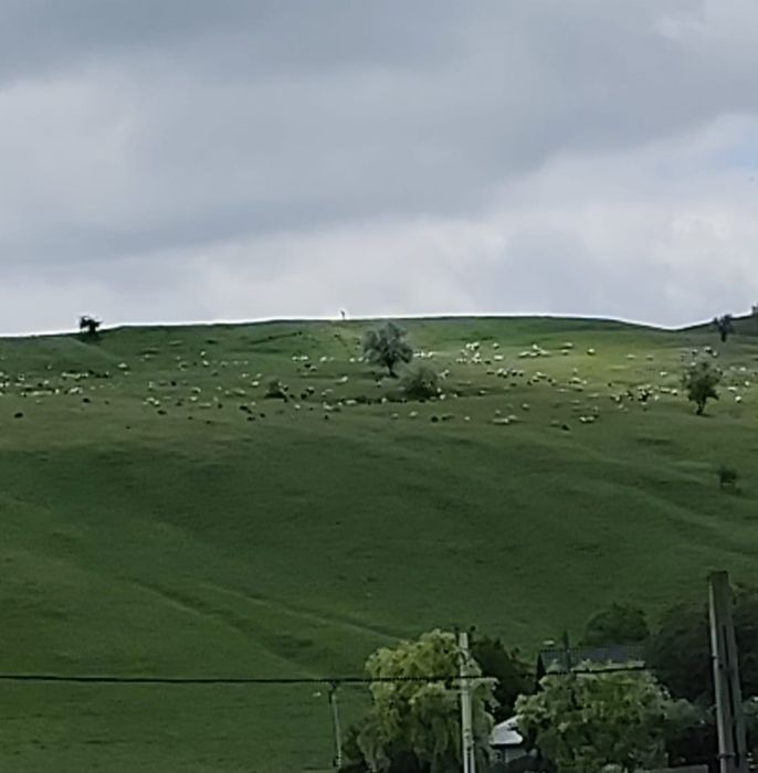 Vând oi, cârlani, berbecuți...