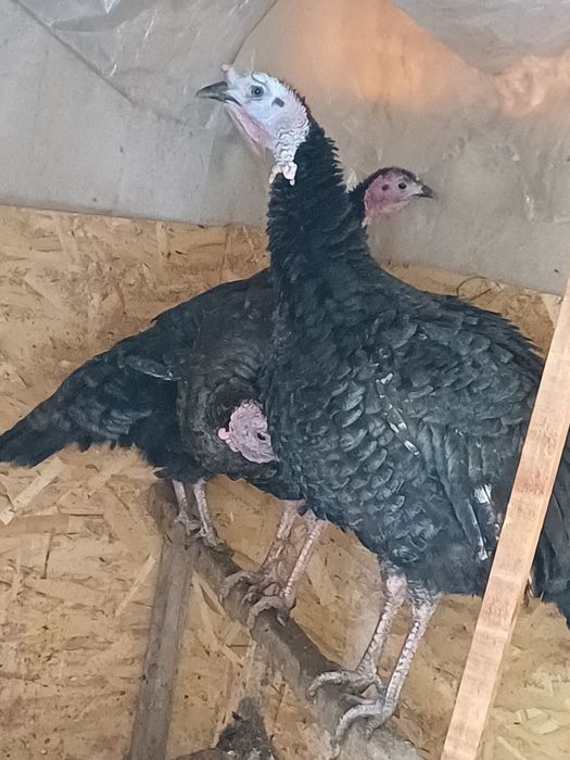 Ундіктер сатылады