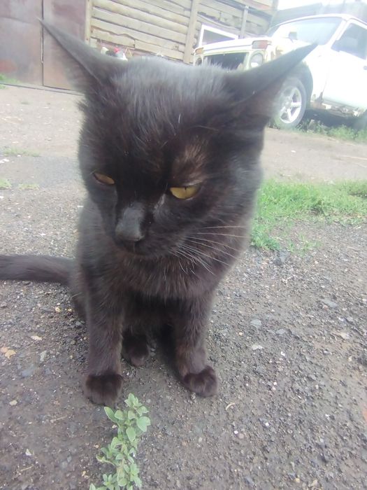 Кошка мальчик 9 мес