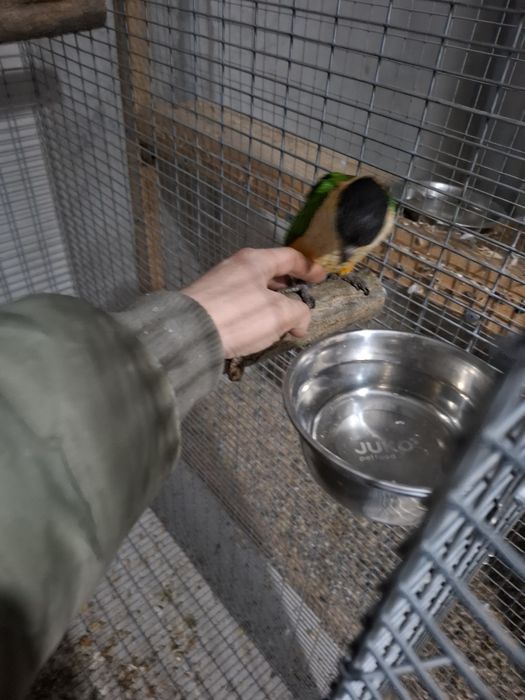 Papagal caique blând