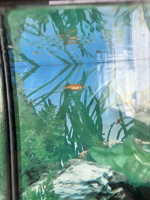 Продам аквариум с рыбками