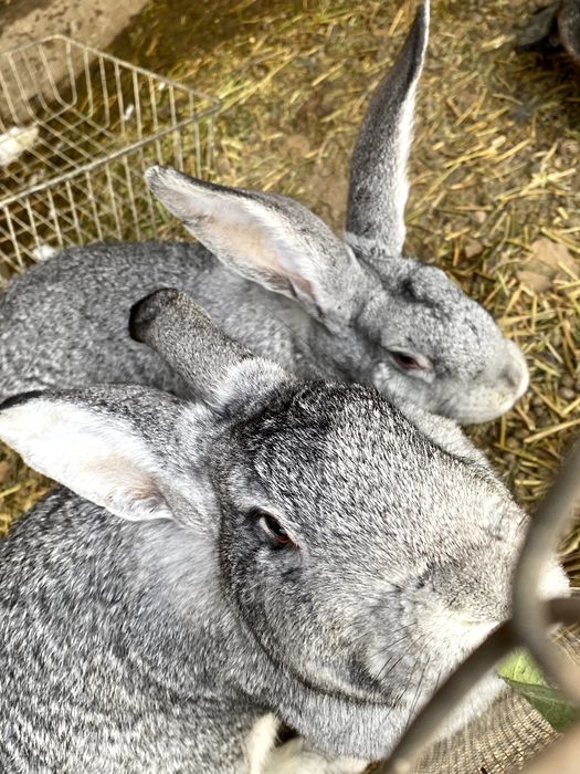 Домашние кролики, кролята