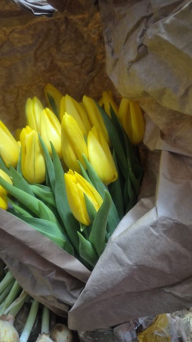 Тюльпаны голландские