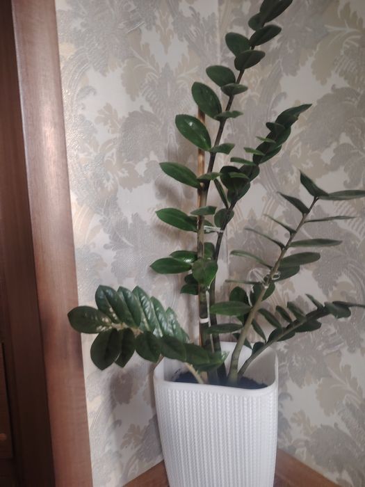Доллоровые цветы с горшком