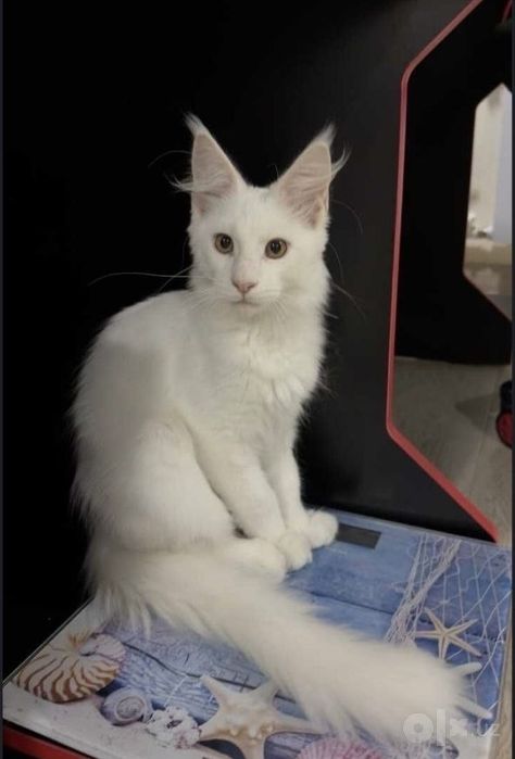 Чистокровный белоснежный Мейн-кун с документами! (Maine Coon)