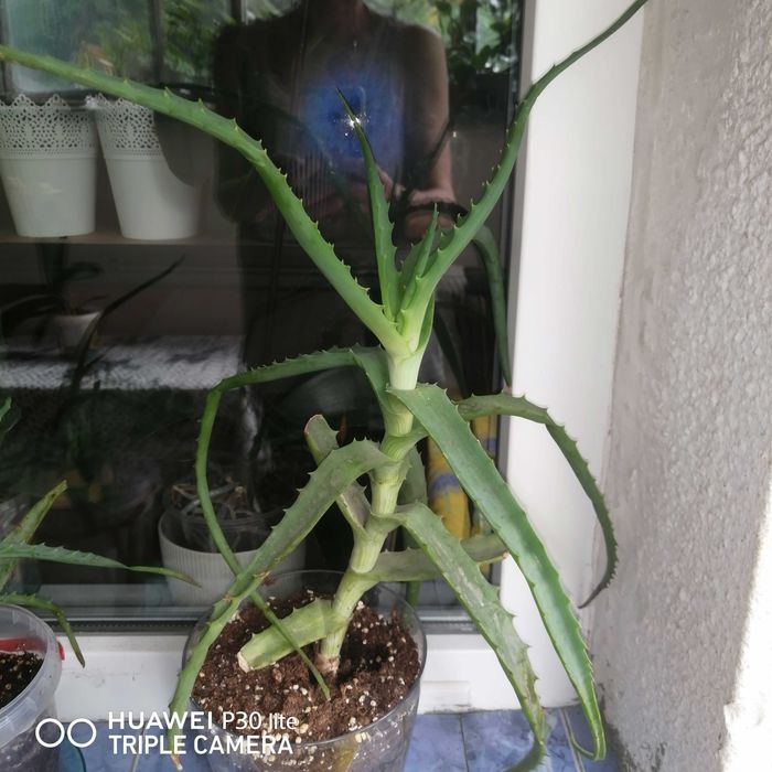 Aloe Vera Barbadensis Miller