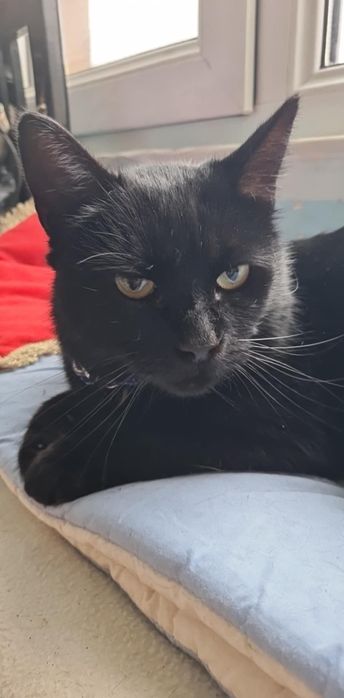 Se dau in adopție un pui de pisica superba panteruta neagră  Cynthia