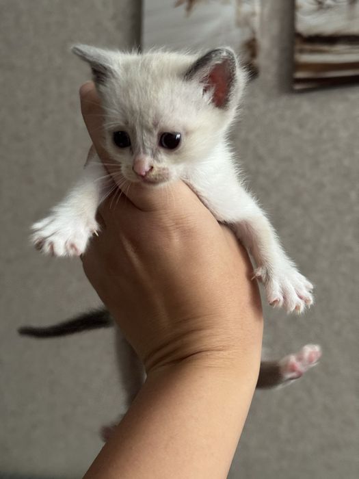 Отдам малышей-котяток
