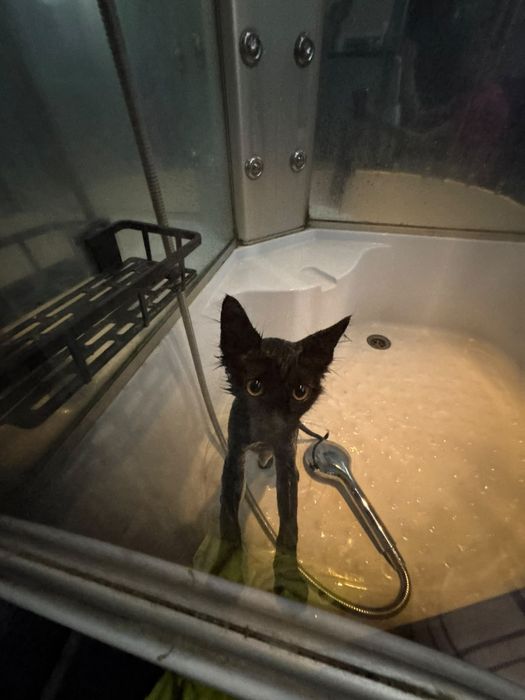 Отдам чёрного котёнка
