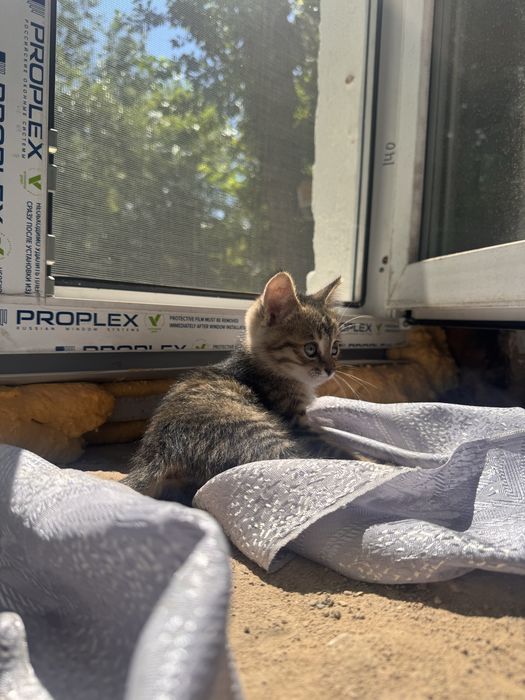 Котенок(девочка)