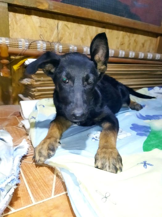 Шустрая ,активная девочка ищет семьют