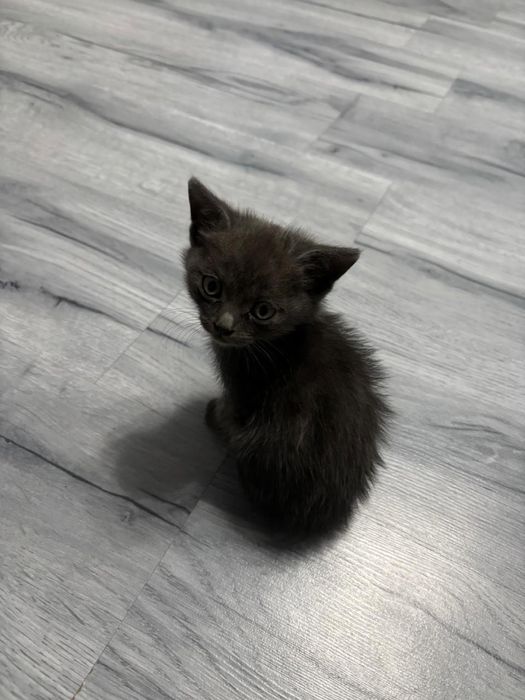 Отдам котят в хорошие руки!