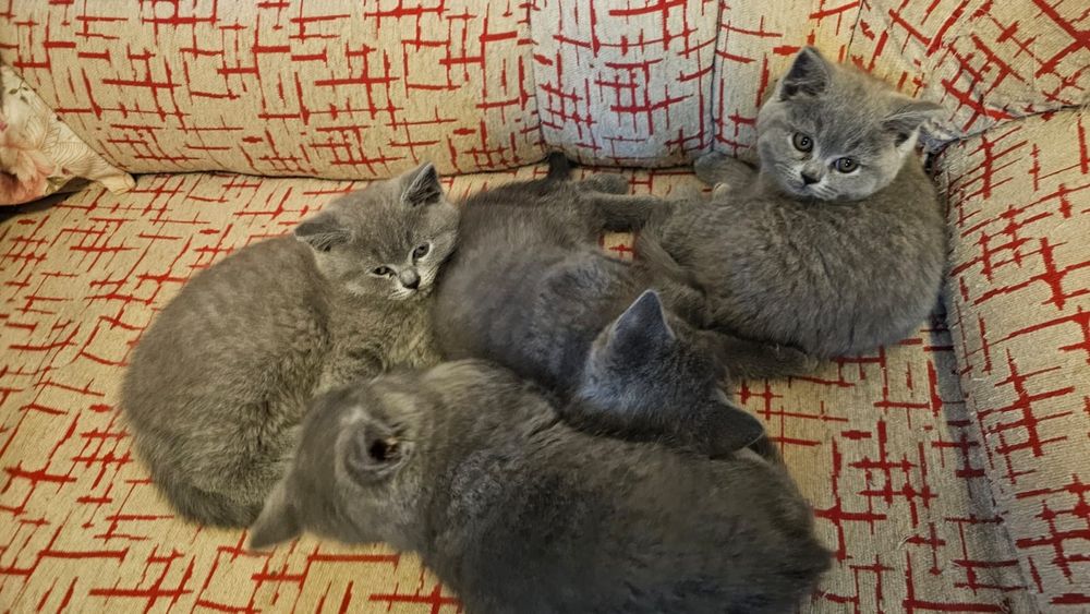 Pisicuțe micuțe cauta dragoste