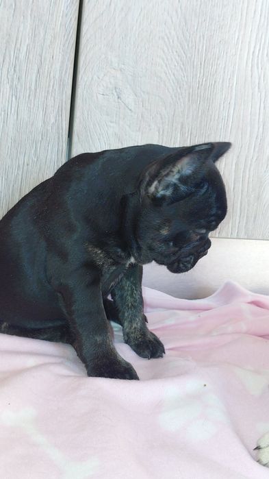 Френски булдог/булдочета