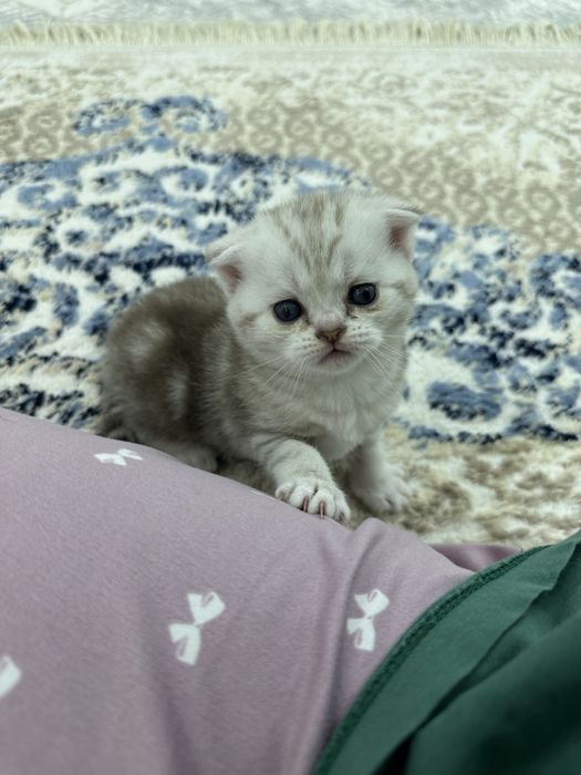 Мысық сатылады 80 000 тг