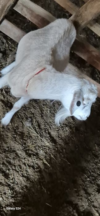 Бойдақ ешкі,семіз