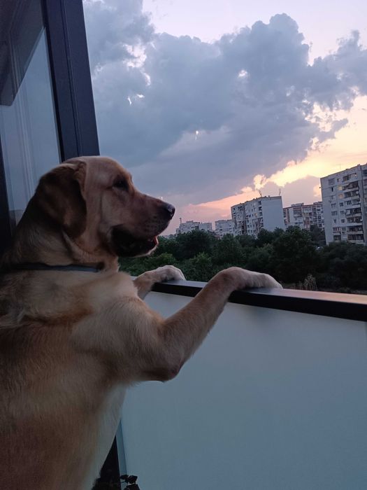 "Хотел" за кучета/гледач/