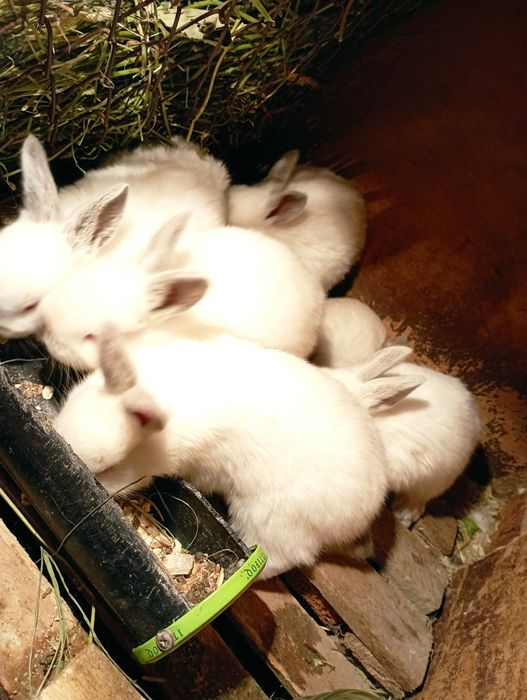 Кролчата породы Калифорния, "Фландер