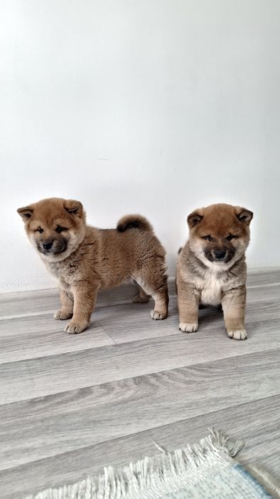 Малышы Сиба-ину мини (Хатико)