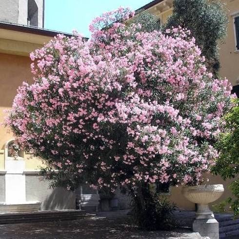 Олеандр розовый / Pushti rangli Tol guli (Nerium oleander pink)