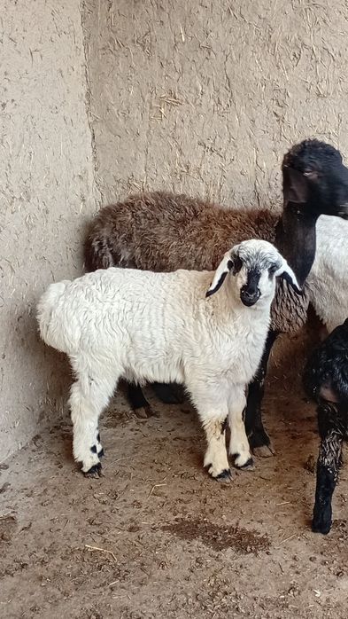 Ona bola quylar sotiladi