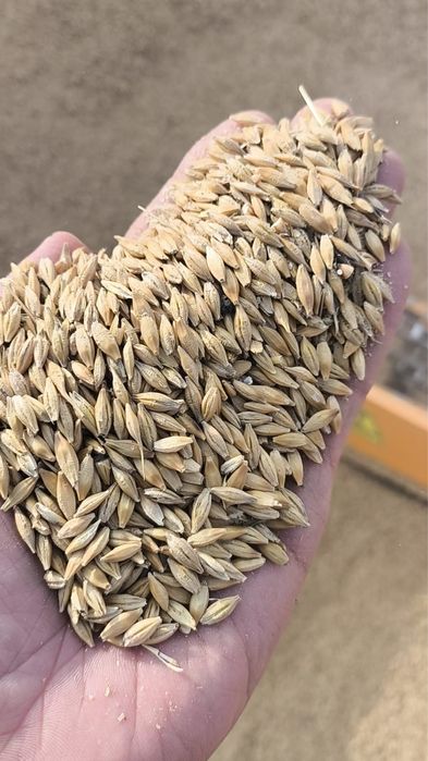 Пшеница ячмень овес