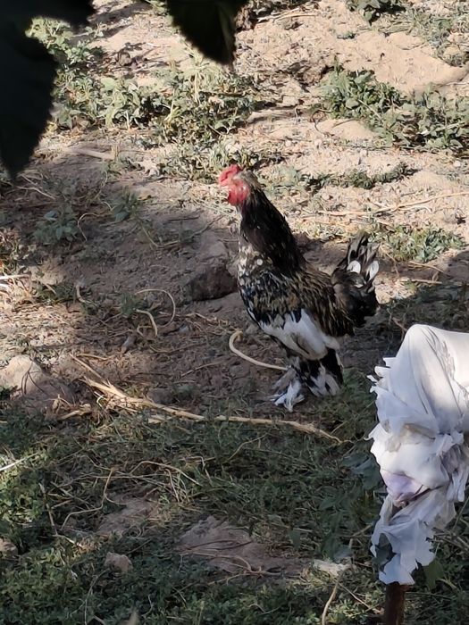 Xoroz sotilasi Yapon xorozi