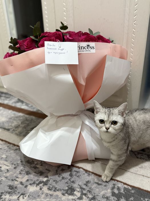 Продаётся красивый котёнок
