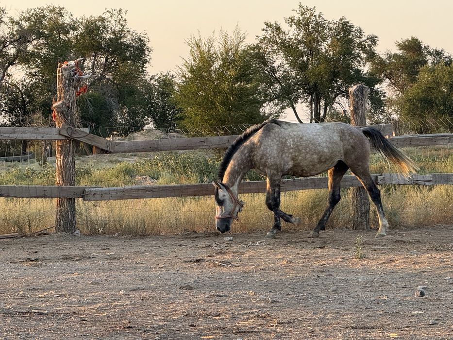 Продам жеребца Орловский рысак верховой