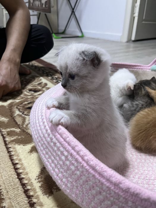 Котята маличики вислаухие