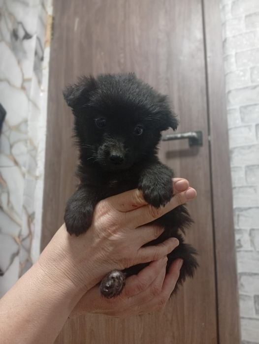 Щенки-звонки в добрые руки