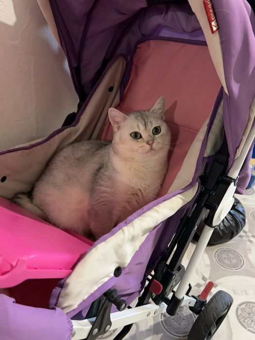 Кот ждет невесту