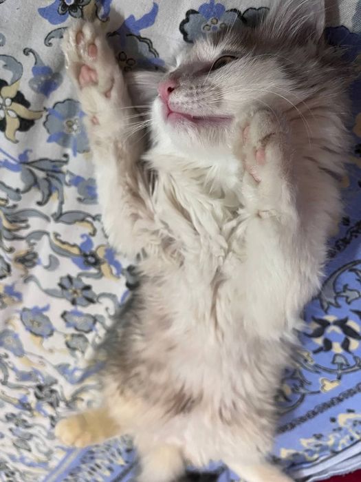 Котёнок мальчик "Борис"