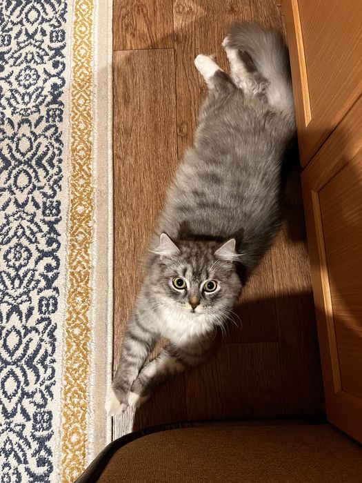 Кошка бесплатно ..