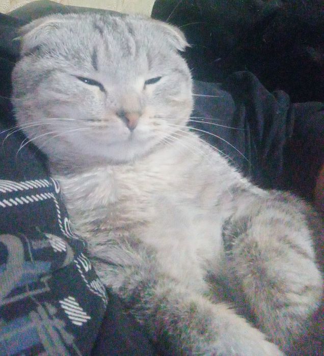 Скоттиш фолд вязка, мальчик