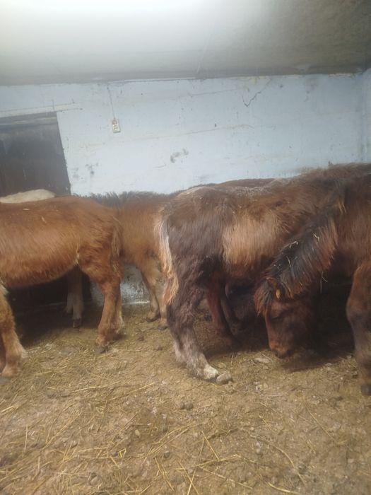 Продам жеребят .