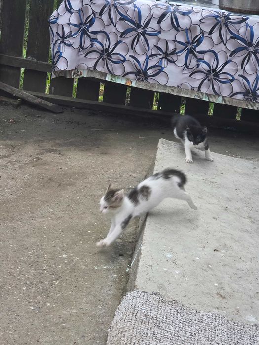 Ofer spre adoptie pui de pisică