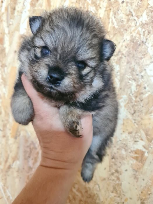 Продам щенка шпица.