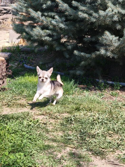 Мальчик чихуахуа