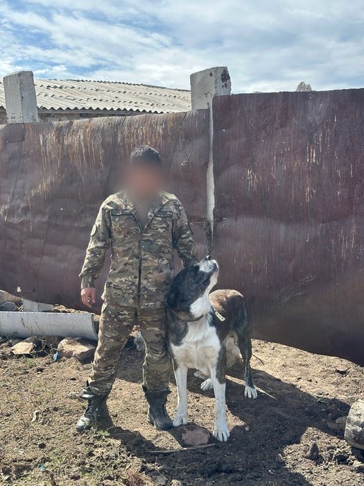Продаю щенка последнего супер тяж