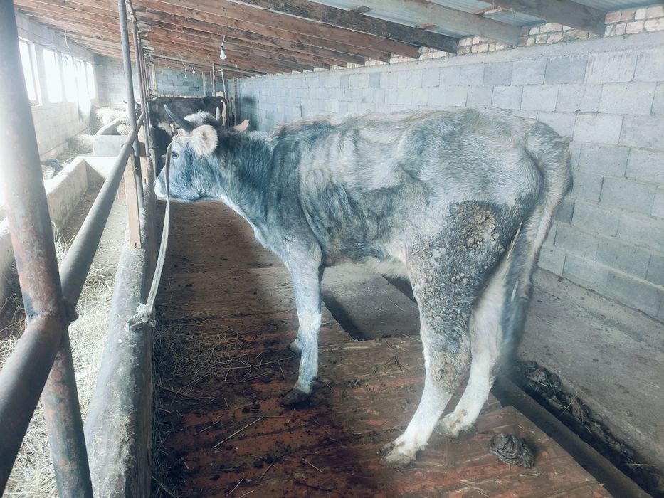 Корова, сиыр 1туған