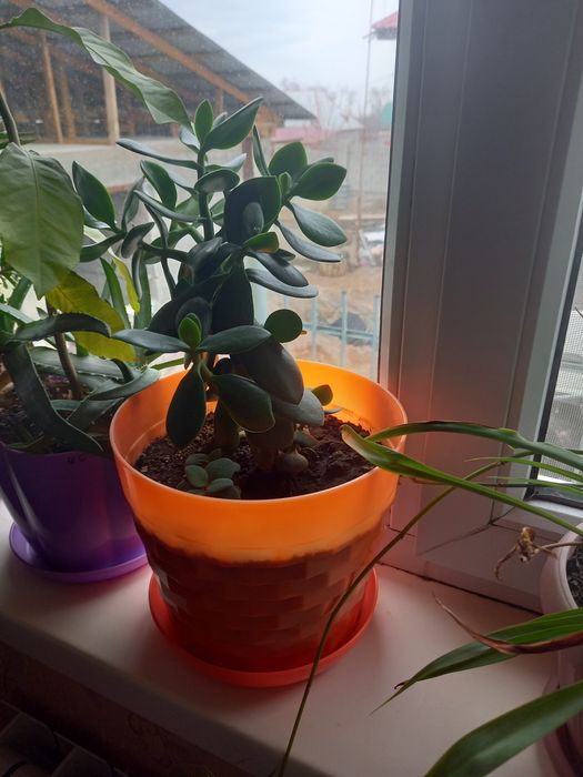 Комнатные цветы разных видов