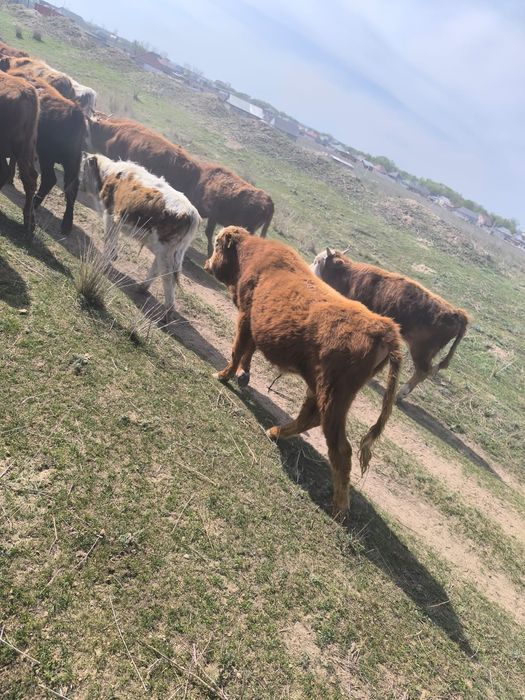 Бұқалар сатылады