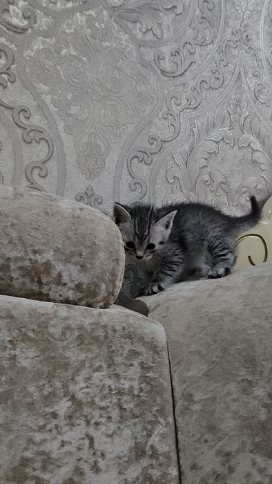 Котята шотландские