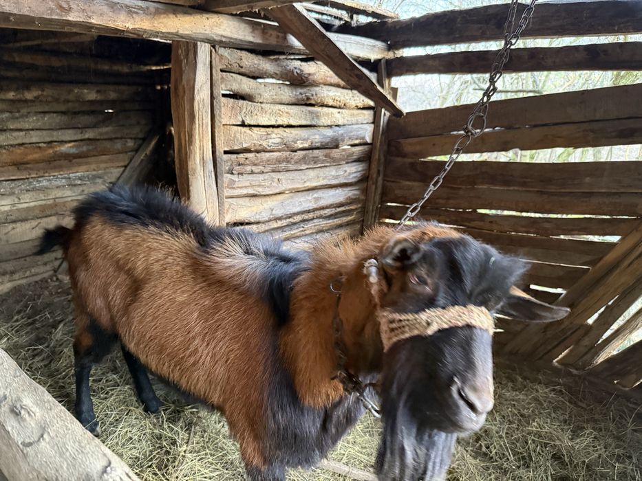 Vând o iadă și un țap anglo