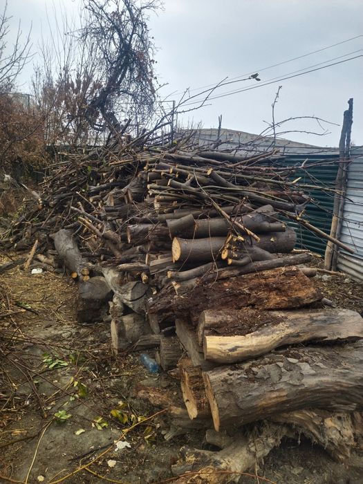 Кундалар бор хархил дарахдан